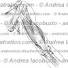 002- Muscolo Tricipite brachiale – Triceps brachii Muscle – Musculus Triceps brachii
