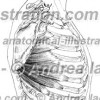 008- Muscolo Gran dentato – Musculus Serratus anterior – Serratus anterior Muscle