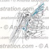 027- Nervo Toracico dorsale – Nervus Thoracodorsalis – Thoracodorsal Nerve
