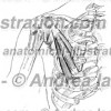 039- Muscolo Piccolo pettorale – Musculus Pectoralis minor – Pectoralis minor Muscle