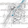 043- Nervo Sottoscapolare inferiore – Nervus Inferior Subscapularis – Lower subscapular Nerve
