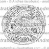 093- Avambraccio – Antebrachium – Forearm