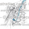 015- Nervo Toracico lungo – Thoracicus longus Nervus – Long thoracic Nerve