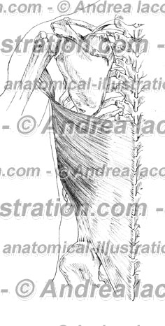 031- Muscolo Gran dorsale – Musculus Latissimus dorsi – Latissimus dorsi Muscle