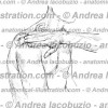 047- Muscolo Deltoide – Deltoid Muscle – Musculus Deltoideus