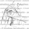 049- Muscolo Deltoide – Deltoid Muscle – Musculus Deltoideus