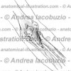 058- Muscolo Anconeo – Anconeus Muscle – Musculus Anconeus