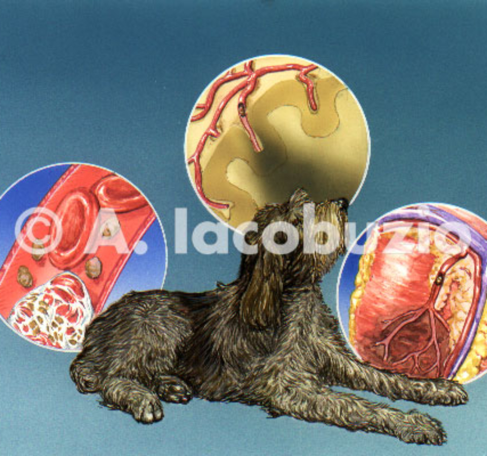 veterinary-cardiology