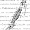 079- Muscolo Bicipite brachiale – Musculus Biceps brachii – Biceps brachii Muscle