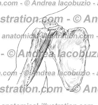 085- Muscolo Coracobrachiale – Musculus Coracobrachialis – Coracobrachialis Muscle