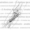 094- Muscolo Pronatore rotondo – Musculus Pronator teres – Pronator teres Muscle