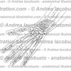 130- Muscolo Pronatore quadrato – Musculus Pronator quadratus – Pronator quadratus Muscle